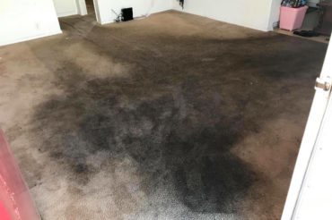 Professional Carpet Cleaner