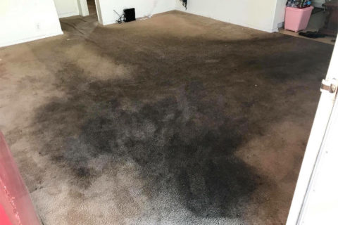 Professional Carpet Cleaner