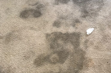 Carpet Cleaning Services