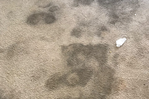 Carpet Cleaning Services