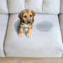 How To Clean Pee From Couch